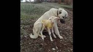 Kangaltv Adli Kullanicinin Kangal Shepherd Dogs Kangal Schaferhunde Panosundaki Pin Kopek Kangal Kopegi Rottweiler