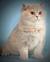 Lavender Lilac British Shorthair