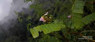 Image result for Abrus melanospermus