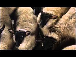 Animal Farm Film 1999 Youtube Farm Animals Animals Youtube Animals