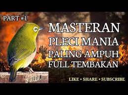 Pin On Masteran Paling Favorit