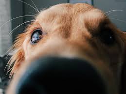 Image result for invalid dog wheelset