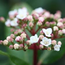 Viburnum Tinus Perfect For A Shady Spot Viburnum Plants Buy Plants