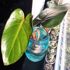 Heartleaf philodendron is a popular house plant because it is extremely easy to grow. Philodendron Erubescens Red Emerald Philodendron Red Emerald In Gardentags Plant Encyclopedia
