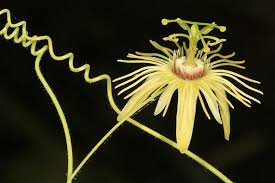 Maypop, passion flower, passion fruit, passion vine, passionflower, passionsblumenkraut passion flower has been examined for use in treating anxiety, insomnia, diabetes, menopausal. Passiflora Lutea Yellow Passion Flower
