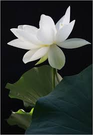 White Lotus Flower Img 2021 White Lotus Flower Lotus Flowers Photography Lotus Flower Images