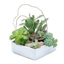 One of the more popular trends in 2019 is a clean, simple look involving one plant type, a single container and just one. Stunning Succulent Garden Plant Arrangement In Burnt Hills Ny The Country Florist