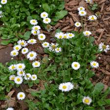 Image result for Bellis