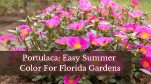 Image result for Portulaca