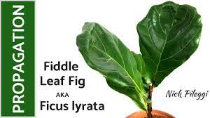 Fiddle Leaf Fig Propagation Ficus Lyrata Youtube Ficus Lyrata Ficus Fiddle Leaf Fig