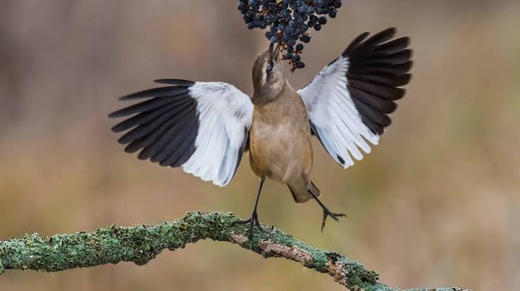 Mockingbird Animal Facts - Mimus polyglottos - A-Z Animals