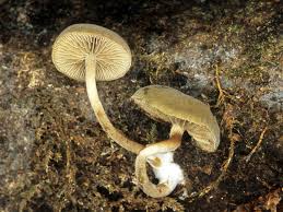 Image result for Simocybe centunculus
