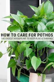 How To Care For Pothos Golden Pothos Plant Care Instructions Pothos Plant Care Pothos Plant Plants