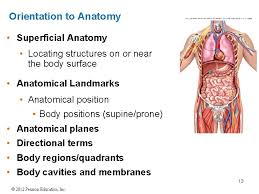 The human body can be like a map, with directions to find every part. Chapter 1 An Introduction To Anatomy And Physiology