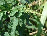 Image result for Amaranthus spinosus