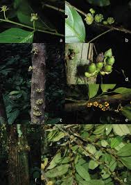 Image result for Drypetes mossambicensis