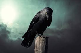 The best solution for a wild animal is almost always to leave it alone, especially since it is illegal to keep wild birds in your home. Do Crows Eat Pigeon Eggs Why Do Crows Attack Pigeons