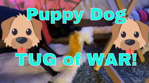 Puppy Dog Tug Of War In 2020 Dogs And Puppies Tug Of War Tug