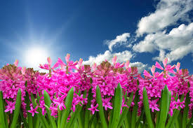 Flower light blue sky blue background. Pink Flowers Wallpaper 4k Hyacinth Garden Sun Light Blue Sky Clouds Flowers 3359