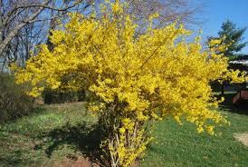 Planting Forsythia When And How To Plant A Forsythia Shrub Plants Flowering Bushes Perennial Bushes