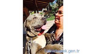 satilik blue cane corsa yavrulari kopek yavru kopek