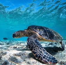 Sea Turtle Sea Turtle Turtle Habitat Ocean Turtle