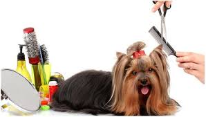 Kedinizi Ve Kopeginizi Tiras Ettirirken Dikkat Edin Pet Grooming Evcil Hayvanlar Kedi