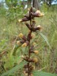 Image result for Vernonia zambiana