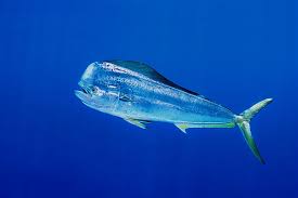 These mahi mahi fish it's also known as dorado in some countries, meaning golden in spanish, even though it can come in array of colors — bright blues, greens, and yellows. Fishes Mahi Mahi Common Dolphinfish Scientific Name Coryphaena Hippurus English Name Common Dolphinfish Spanish Name Lampuga D Animals Fish Mahi Mahi