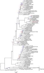 Image result for Microcharis latifolia