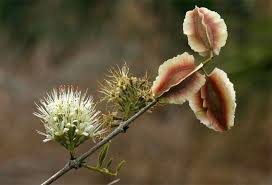 Image result for Combretum mkuzense