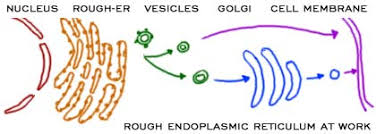 Animal cell endoplasmic reticulum function. Endoplasmic Reticulum Introduction Types Diagram Function