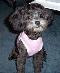 Lhasapoo Lhasa Poo Lhasa Poodle Hybrid Dogs Lhasapoos Lhasa Lhasa Apso Hybrid Dogs Dogs