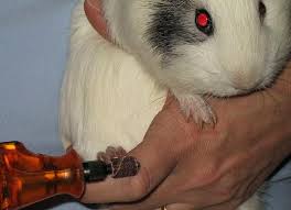 Long guinea pig nails can grow straight and others can grow to curl upwards. Guinea Lynx Nail Clipping