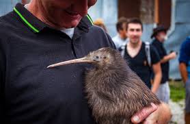 Nachdem sich neuseeland vom superkontinent abgespalten hat, ist hier eine einzigartige flora und fauna entstanden. Whangarei Kiwis Sind Auch Vogel