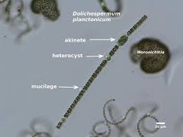 Image result for Dolichopentas