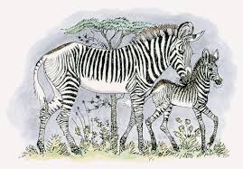 Image result for zebra