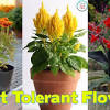 Best flowering plants for full sun and heat. 3