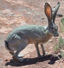 Pin By Barbara Kelley On Hares Jack Rabbit Animals Beautiful Animals Images