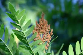 Image result for Osmunda regalis