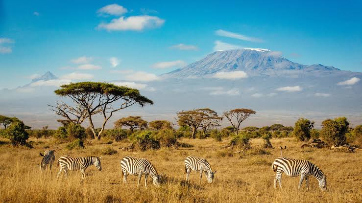 Zebras In Amboseli National Park Mount Kilimanjaro In Southern Kenya 4k Ultra Hd Desktop Wallpapers For Computers Laptop Tablet And Mobile Phones 3840x2160 : Wallpapers13.com