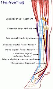 You'll learn about the muscles, bones, and other structures of each area of the leg. Tendons And Ligaments Structure And Injury Rainland Farm Equine Clinic