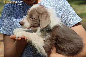 Border Collie Puppy Lilac White With Pedigree Papers