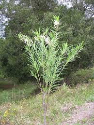 Image result for Gomphocarpus physocarpus