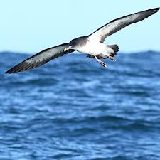 Image result for Dissotis caloneura