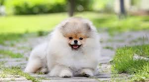 Decide what your intentions are for getting a pomeranian in the first place. Where Do We Get Mini Pomeranian In Kerala Where Can I Get A Mini Pomeranian