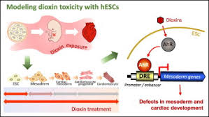 Dioxins and furans is the abbreviated or shortname for a family of toxic substances that allshare a similar chemical structure. Dioxin And Ahr Impairs Mesoderm Gene Expression And Cardiac Differentiation In Human Embryonic Stem Cells Sciencedirect