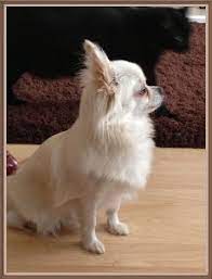 My chihuahua is a black and white apple head with butterfly ears. Pin On Chihuahua