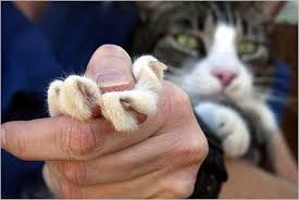 Adopter will inform rchs when the vet can submit written confirmation that the surgery has been completed. In California Local Lawmakers Want To Keep A Say On Claws The New York Times