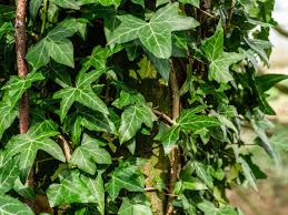 Some of our flowering vine selections attract hummingbirds and butterflies while others add sensory appeal and fragrance to a. 10 Perennial Vines For Shady Areas